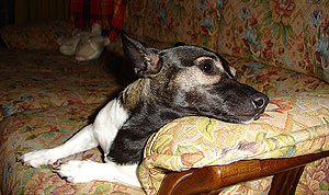 20060513223034-perri-2.jpg