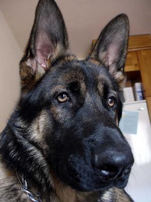 20080328165126-benderguapo.jpg